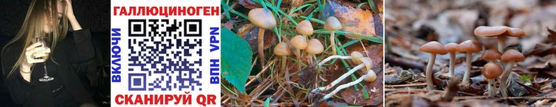 Галлюциногенные грибы Psilocybe  где купить наркотик  Кохма 